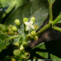 Urophyllum ceylanicum (Wight) Thwaites